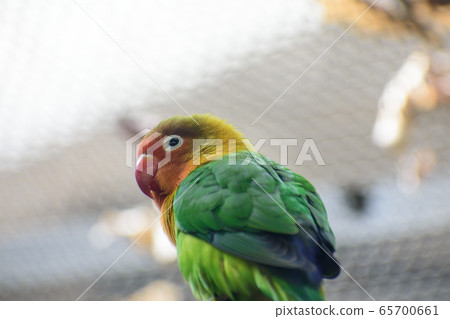 Button cork 65700661