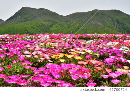 九十九山脈和利文斯通雛菊 九十九山脈和利文斯通雛菊 65700724