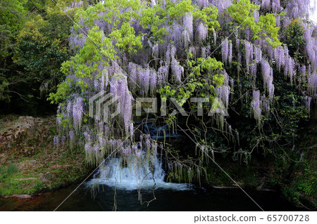 Wisteria of consistent fields Wisteria of consistent fields 65700728