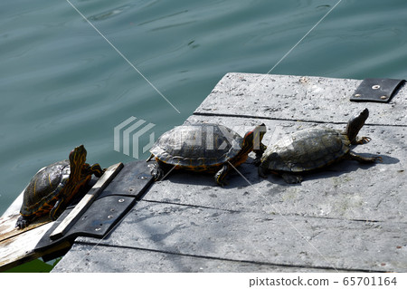 Turtle Turtle 65701164