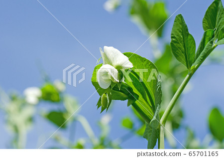 Pea flower (snap pea, snack pea) 65701165