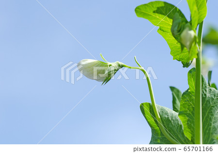 Pea flower (snap pea, snack pea) 65701166