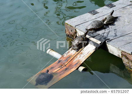 Turtle Turtle 65701207