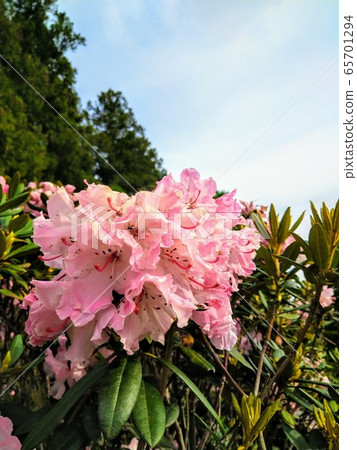 Pretty pink flower Pretty pink flower 65701294