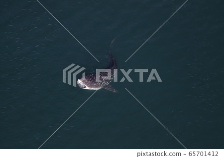 鯨鯊 鯨鯊 65701412