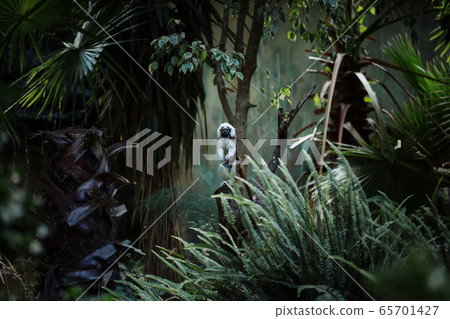 Cotton-top tamarin monkey, small New World monkey Cotton-top tamarin monkey, small New World monkey 65701427