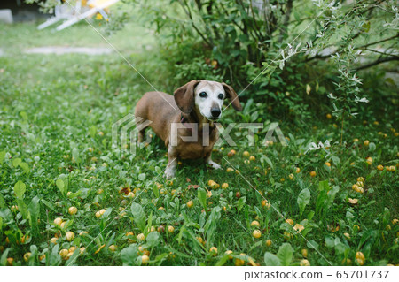 Cute oldy dachshund standing in green meadow Cute oldy dachshund standing in green meadow 65701737