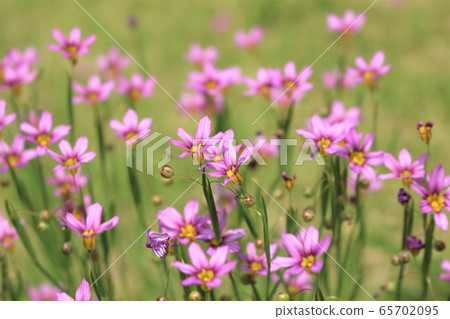 二世秀小花 65702095