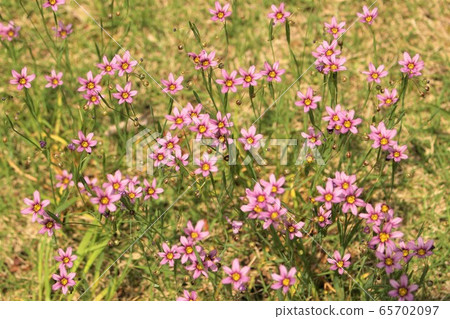 二世秀小花 二世秀小花 65702097