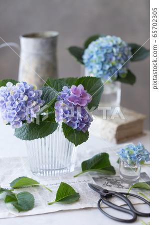 Hydrangea of hydrangea 65702305