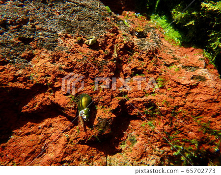 Kawana and Minamiuma shrimp in the clear spring water Kawana and Minamiuma shrimp in the clear spring water 65702773