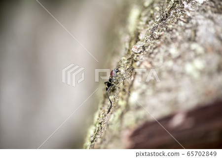 Kubi Akatra Kamikiri 65702849