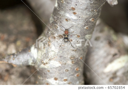 Kubi Akatra Kamikiri 65702854