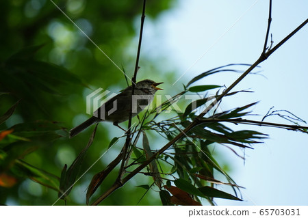 Japanese warbler, May, perch, bamboo thicket 65703031