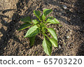 Paprika 65703220