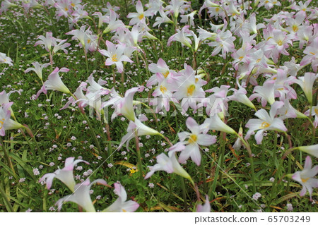 ♪♪Hublanthus♪・ ～～雨百合〜・ ・ 65703249