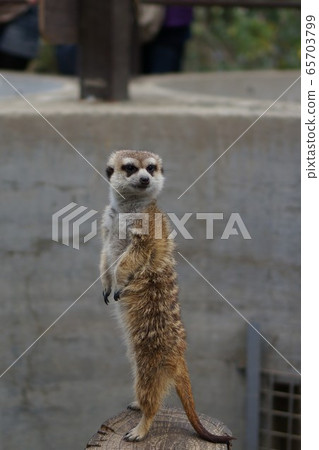 Meerkat stands Meerkat stands 65703799