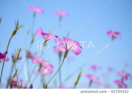 Wheat Noodle 65704202