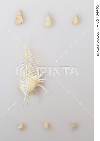 Seashell 202005207d28 Seashell 202005207d28 65704405