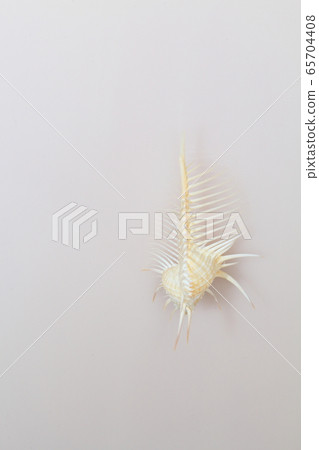 Shell 202005207d31 65704408