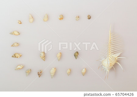 Seashell 202005207d49 65704426