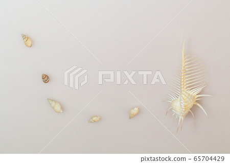 Sea shell 202005207d52 65704429