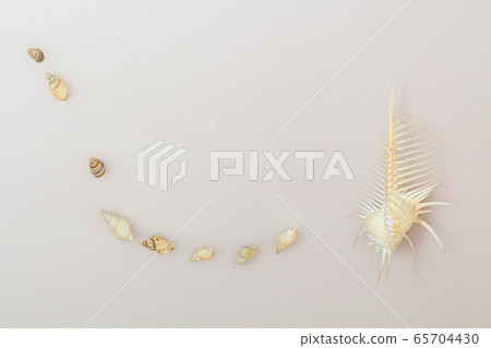 Sea shell 202005207d53 65704430