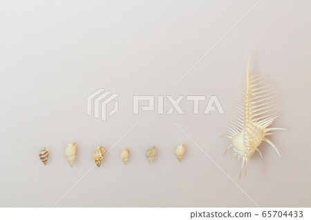 Seashell 202005207d55 65704433