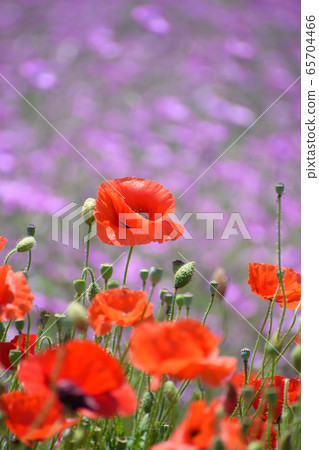 Poppy field Poppy field 65704466