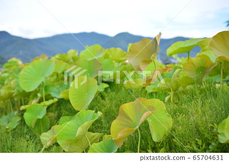 Lotus leaf with mountain background Lotus leaf with mountain background 65704631