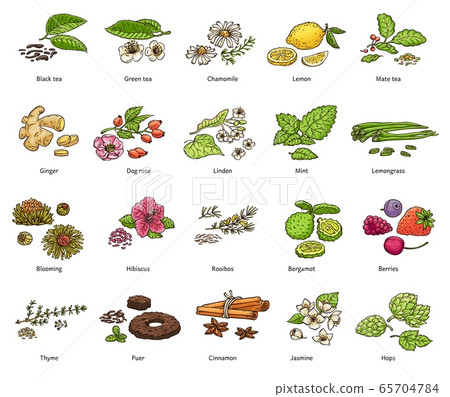 Hand drawn types of loose leaf tea and decoration 65704784