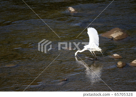 Predation of Daisuke 65705328