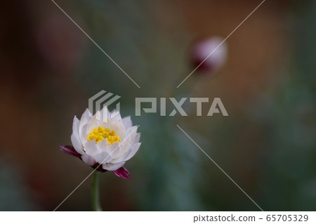 Flowers Flowers 65705329