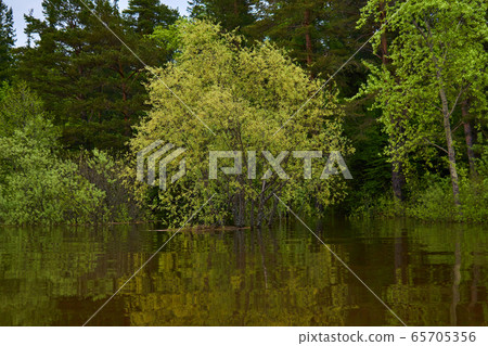 flowering willow flooded during spring flood flowering willow flooded during spring flood 65705356