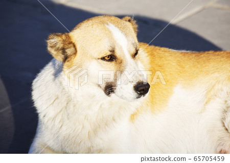 Beautiful photo of a big white dog Beautiful photo of a big white dog 65705459