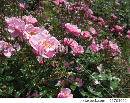 Full blooming roses (Lavender Meidiland)-2 Full blooming roses (Lavender Meidiland)-2 65705651