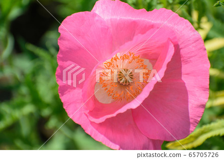 罌粟花 照片素材 圖片 圖庫