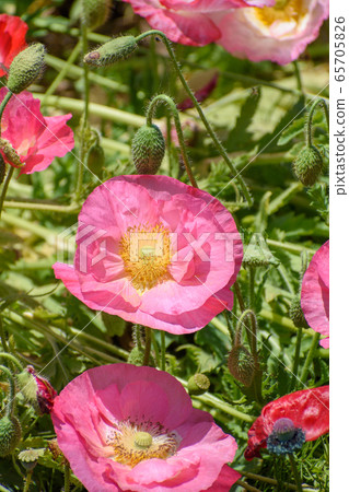 Poppy flowers Poppy flowers 65705826