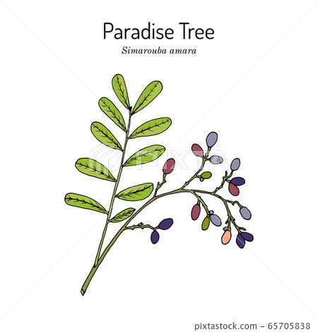 Paradise tree simarouba amara , medicinal plant Paradise tree simarouba amara , medicinal plant 65705838