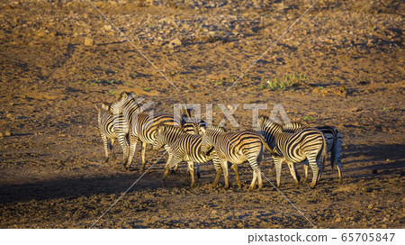 Plains zebra in Kruger National park, South Africa Plains zebra in Kruger National park, South Africa 65705847