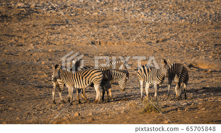 Plains zebra in Kruger National park, South Africa Plains zebra in Kruger National park, South Africa 65705848
