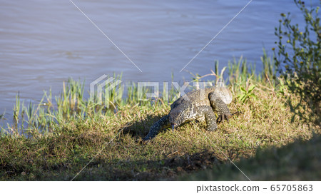 Nile monitor in Kruger National park, South Africa 65705863