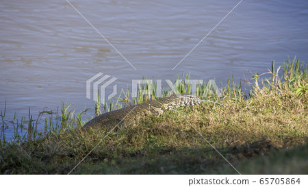 Nile monitor in Kruger National park, South Africa 65705864