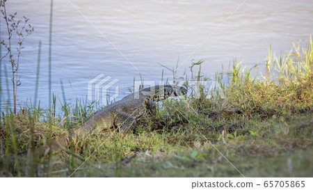 Nile monitor in Kruger National park, South Africa 65705865