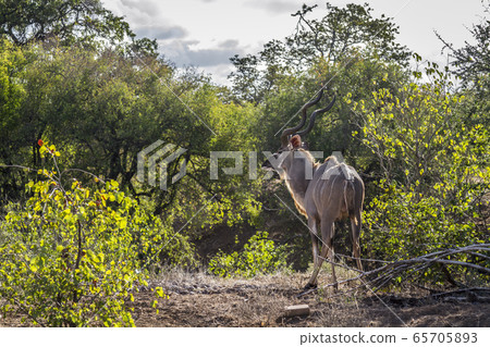 Greater kudu in Kruger National park, South Africa Greater kudu in Kruger National park, South Africa 65705893