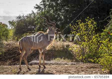 Greater kudu in Kruger National park, South Africa Greater kudu in Kruger National park, South Africa 65705894
