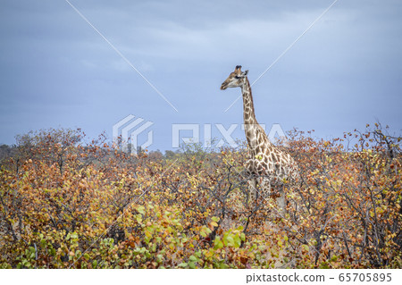 Giraffe in Kruger National park, South Africa Giraffe in Kruger National park, South Africa 65705895