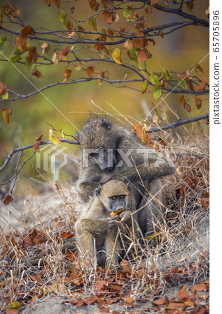 Chacma baboon in Kruger National park, South Chacma baboon in Kruger National park, South 65705896