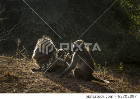 Chacma baboon in Kruger National park, South 65705897