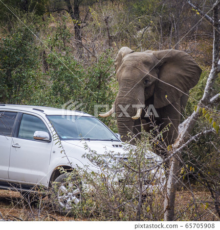 African bush elephant in Kruger National park, African bush elephant in Kruger National park, 65705908